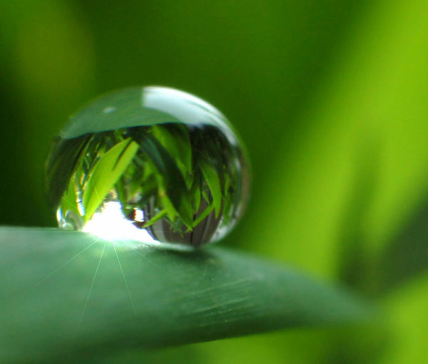 Tropfen auf Blatt